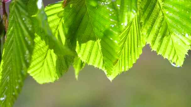 在自然界中 雨滴缓缓地从一片绿叶上流下来 — 图库视频影像