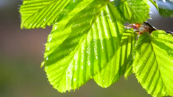 Groen Blad Met Dauwdruppels — Stockvideo