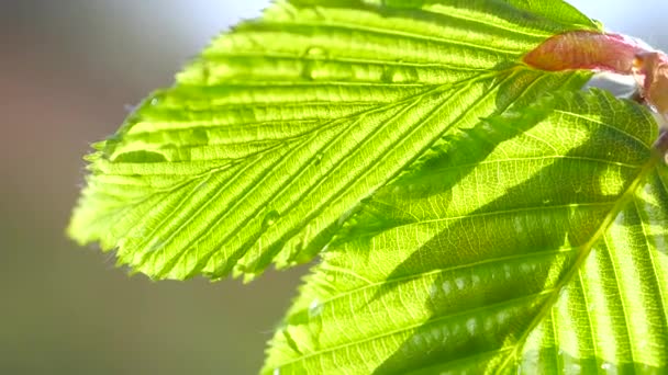 Groen Blad Met Dauwdruppels — Stockvideo