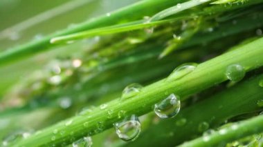 Yeşil çimenler yağmur damlalarıyla birlikte