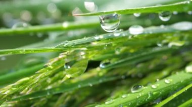 Yeşil çimenler yağmur damlalarıyla birlikte