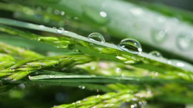 Yeşil çimenler yağmur damlalarıyla birlikte