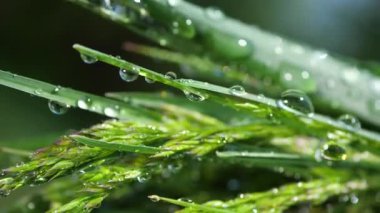 Yeşil çimenler yağmur damlalarıyla birlikte