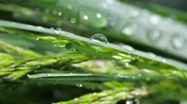 Yeşil çimenler yağmur damlalarıyla birlikte