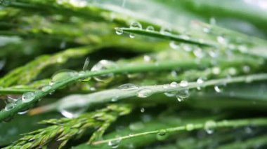 Yeşil çimenler yağmur damlalarıyla birlikte