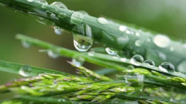 Yeşil çimenler yağmur damlalarıyla birlikte