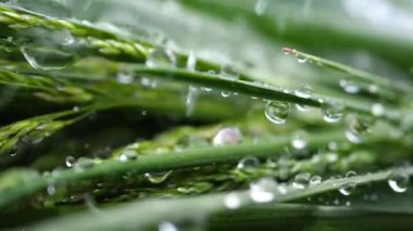 Yeşil çimenler yağmur damlalarıyla birlikte