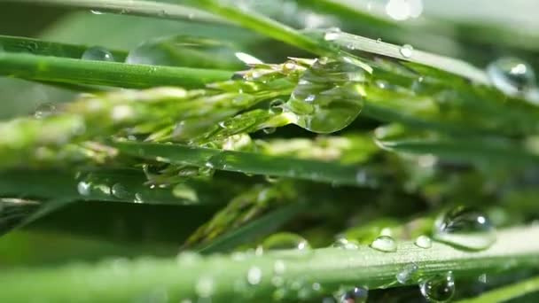 Hierba Verde Naturaleza Con Gotas Lluvia — Vídeos de Stock