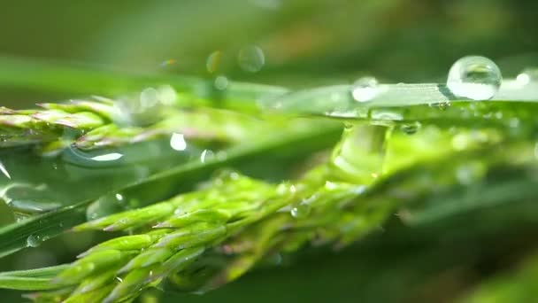 Hierba Verde Naturaleza Con Gotas Lluvia — Vídeo de stock