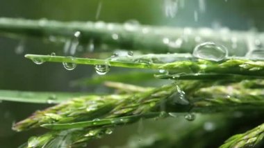 Yeşil çimenler yağmur damlalarıyla birlikte