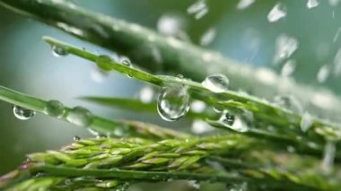 Yeşil çimenler yağmur damlalarıyla birlikte