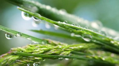 Yeşil çimenler yağmur damlalarıyla birlikte