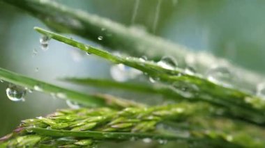 Yeşil çimenler yağmur damlalarıyla birlikte