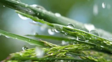 Yeşil çimenler yağmur damlalarıyla birlikte