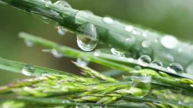 Yeşil çimenler yağmur damlalarıyla birlikte