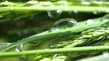 Yeşil çimenler yağmur damlalarıyla birlikte