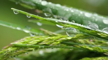 Yeşil çimenler yağmur damlalarıyla birlikte