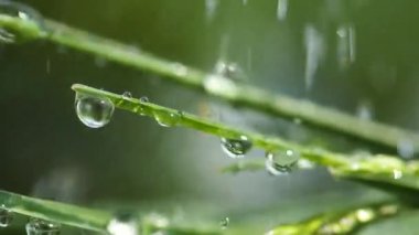 Yeşil çimenler yağmur damlalarıyla birlikte