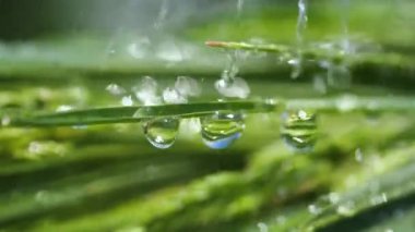 Yeşil çimenler yağmur damlalarıyla birlikte