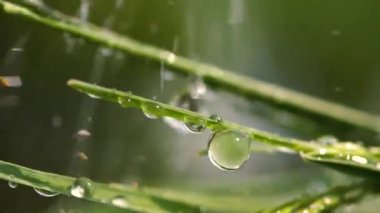 Yeşil çimenler yağmur damlalarıyla birlikte