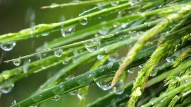 Yeşil çimenler yağmur damlalarıyla birlikte