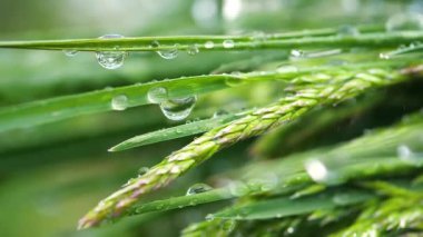 Yeşil çimenler yağmur damlalarıyla birlikte