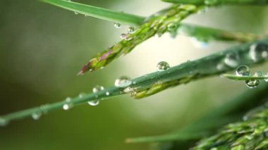 Yeşil çimenler yağmur damlalarıyla birlikte