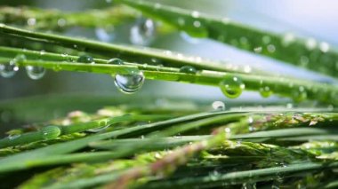 Yeşil çimenler yağmur damlalarıyla birlikte