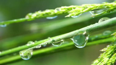 Yeşil çimenler yağmur damlalarıyla birlikte