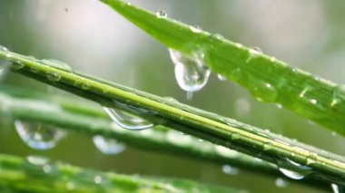 Yeşil çimenler yağmur damlalarıyla birlikte