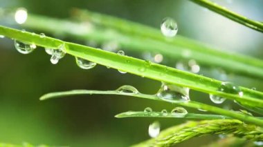 Yeşil çimenler yağmur damlalarıyla birlikte