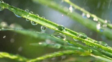 Yeşil çimenler yağmur damlalarıyla birlikte