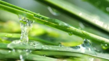 Yeşil çimenler yağmur damlalarıyla birlikte