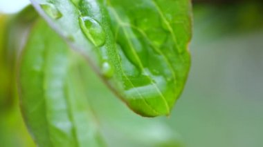 Çiy damlalı yeşil yaprak