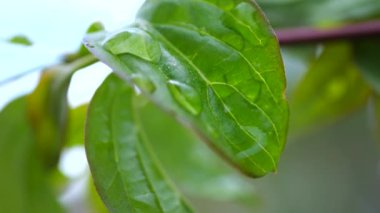 Çiy damlalı yeşil yaprak