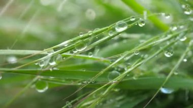 Yeşil çimenler yağmur damlalarıyla birlikte