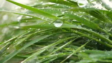 Yeşil çimenler yağmur damlalarıyla birlikte