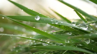Yeşil çimenler yağmur damlalarıyla birlikte