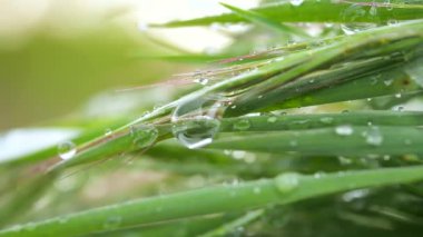 Yeşil çimenler yağmur damlalarıyla birlikte
