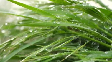 Yeşil çimenler yağmur damlalarıyla birlikte