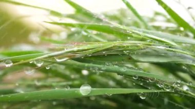 Yeşil çimenler yağmur damlalarıyla birlikte
