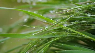 Yeşil çimenler yağmur damlalarıyla birlikte