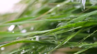 Yeşil çimenler yağmur damlalarıyla birlikte