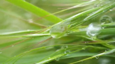 Yeşil çimenler yağmur damlalarıyla birlikte