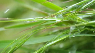 Yeşil çimenler yağmur damlalarıyla birlikte