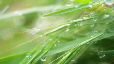 Yeşil çimenler yağmur damlalarıyla birlikte