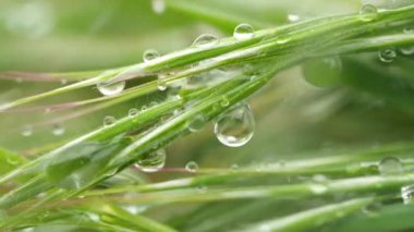 Yeşil çimenler yağmur damlalarıyla birlikte