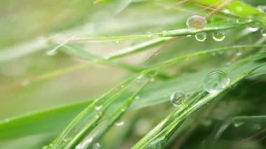 Yeşil çimenler yağmur damlalarıyla birlikte