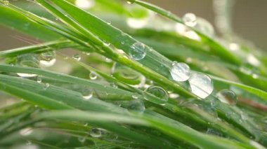 Yeşil çimenler yağmur damlalarıyla birlikte