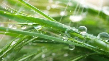 Yeşil çimenler yağmur damlalarıyla birlikte